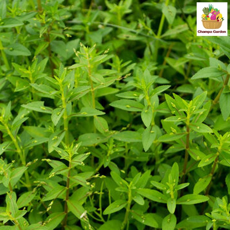 ຜັກຂະເເຍງ Rice Paddy Herb pack 50g (Barcode 501030145)