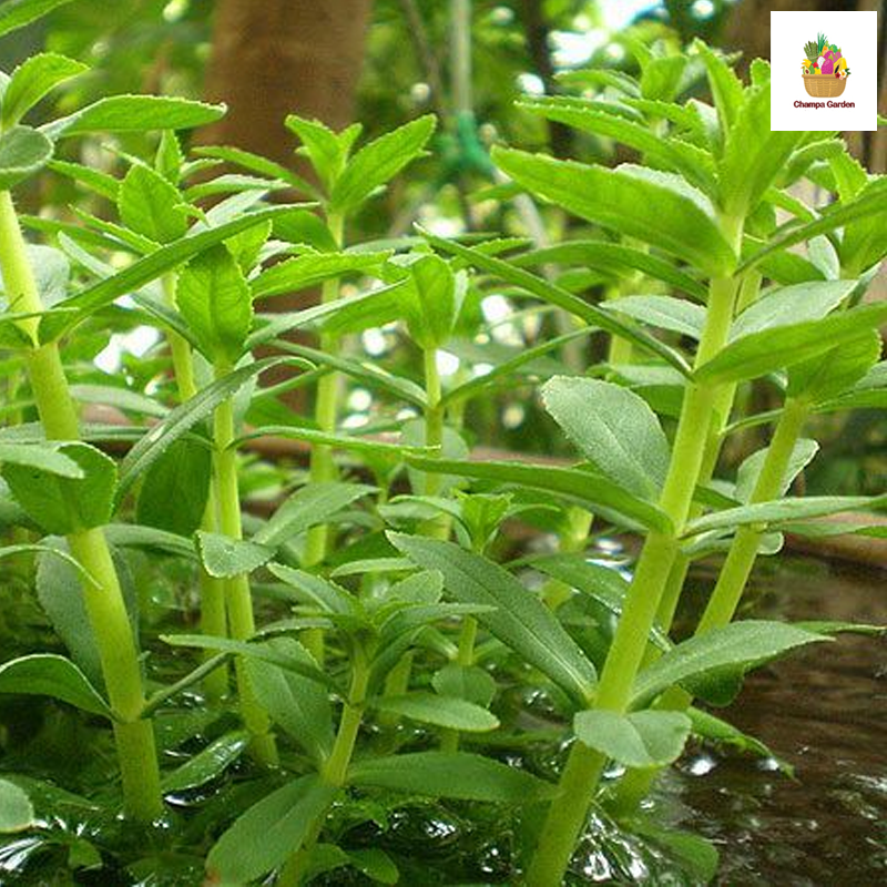 ຜັກຂະເເຍງ Rice Paddy Herb pack 50g (Barcode 501030145)
