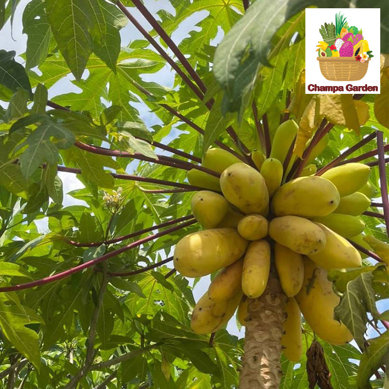 ໝາກຮຸ່ງສຸກ ປອດສານພິດ Organic Ripe Papaya per kg (Barcode 50103156)