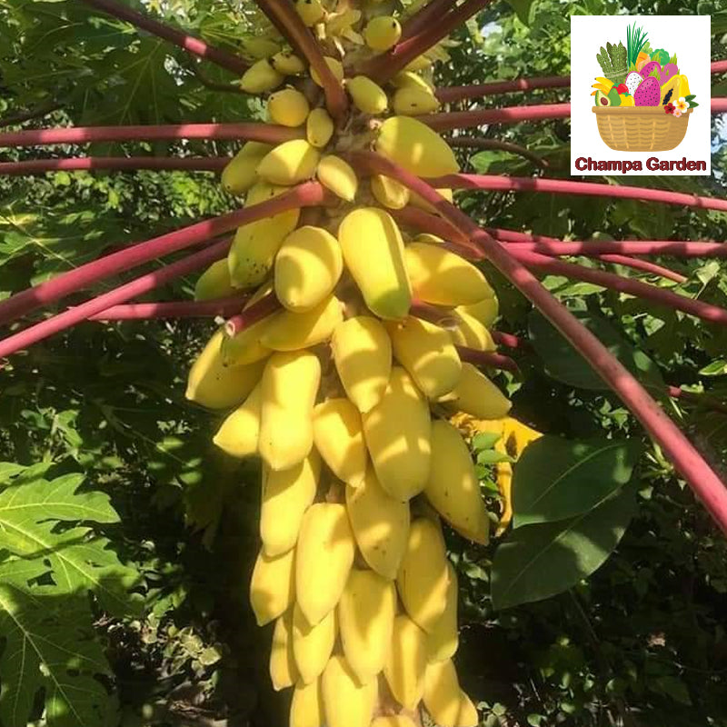 ໝາກຮຸ່ງສຸກ ປອດສານພິດ Organic Ripe Papaya per kg (Barcode 50103156)