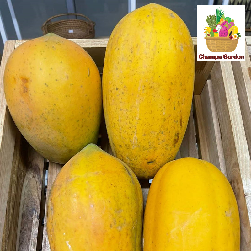 ໝາກຮຸ່ງສຸກ ປອດສານພິດ Organic Ripe Papaya per kg (Barcode 50103156)