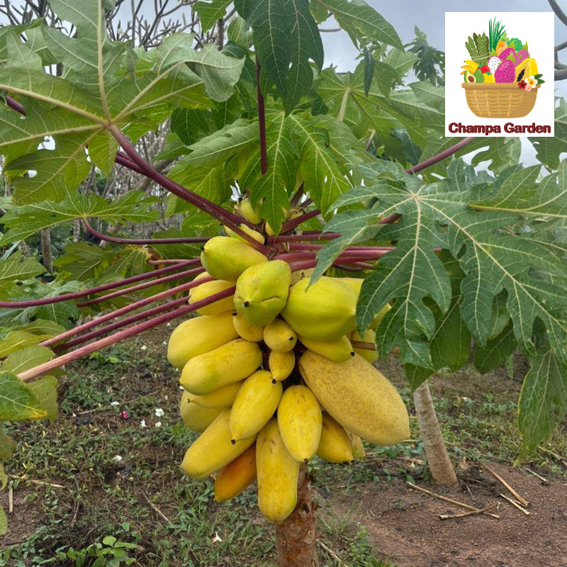 ໝາກຮຸ່ງສຸກ ປອດສານພິດ Organic Ripe Papaya per kg (Barcode 50103156)