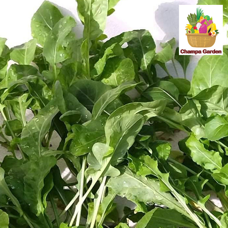 ສະລັດລອກເກັດ ປອດສານພິດ Organic Rocket Lettuce 50g pack (Barcode 50103217)