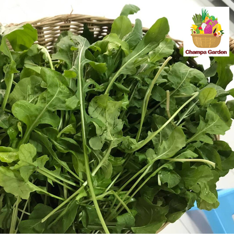 ສະລັດລອກເກັດ ປອດສານພິດ Organic Rocket Lettuce 50g pack (Barcode 50103217)