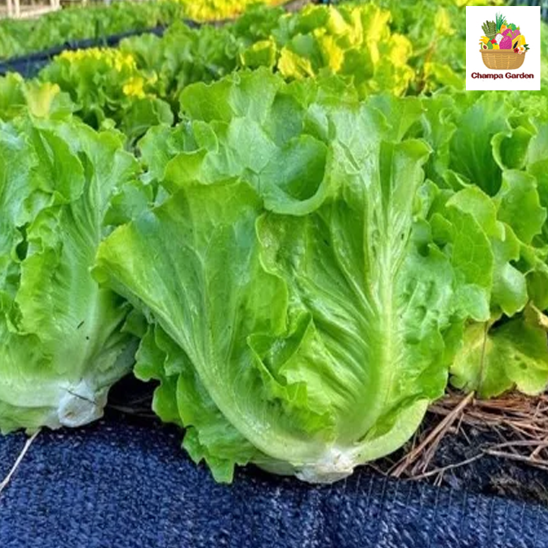 ສະລັດກອບ Romaine Lettuce 200g Pack (Barcode 50103117)