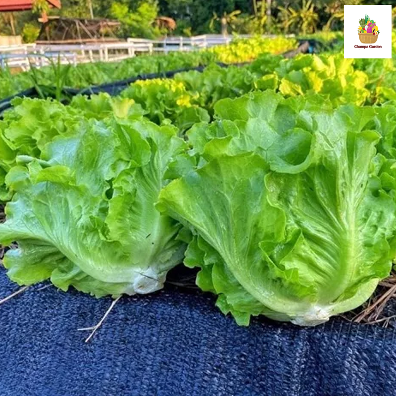 ສະລັດກອບ Romaine Lettuce 200g Pack (Barcode 50103117)