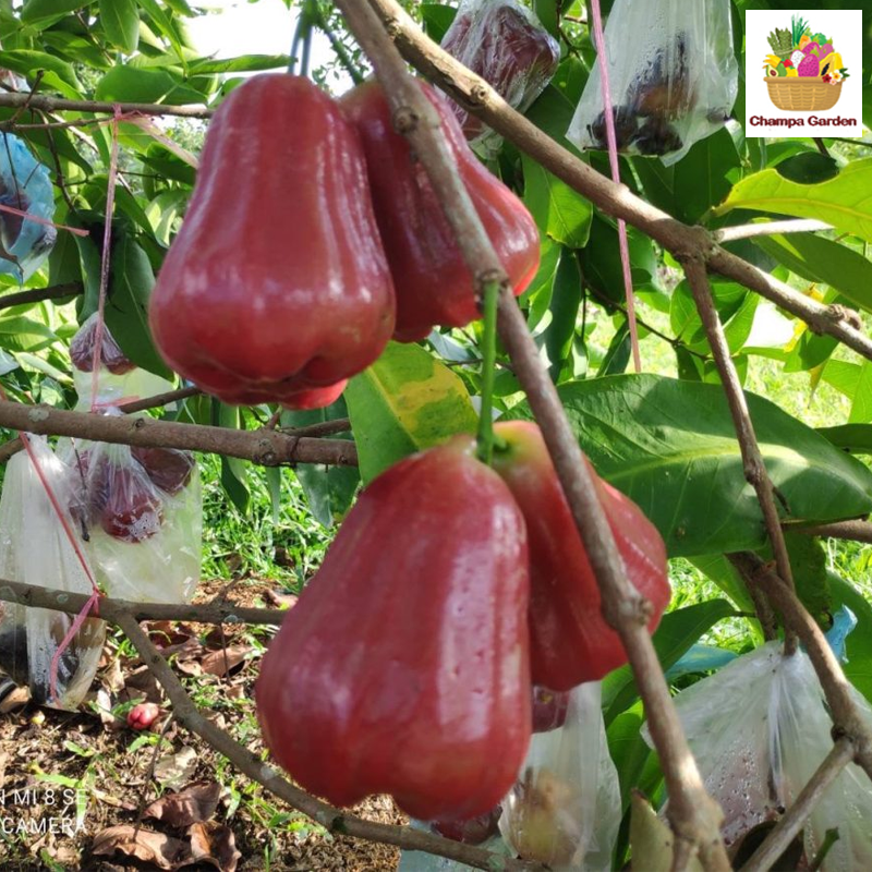 ໝາກຊົມພູ້ Rose Apple 500g pack (Barcode 26989335)