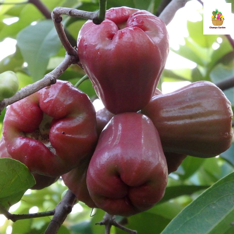 ໝາກຊົມພູ້ Rose Apple 500g pack (Barcode 26989335)