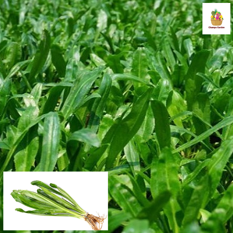 ຫອມເປ Sawtooth coriander 50g pack (Barcode 50103141)