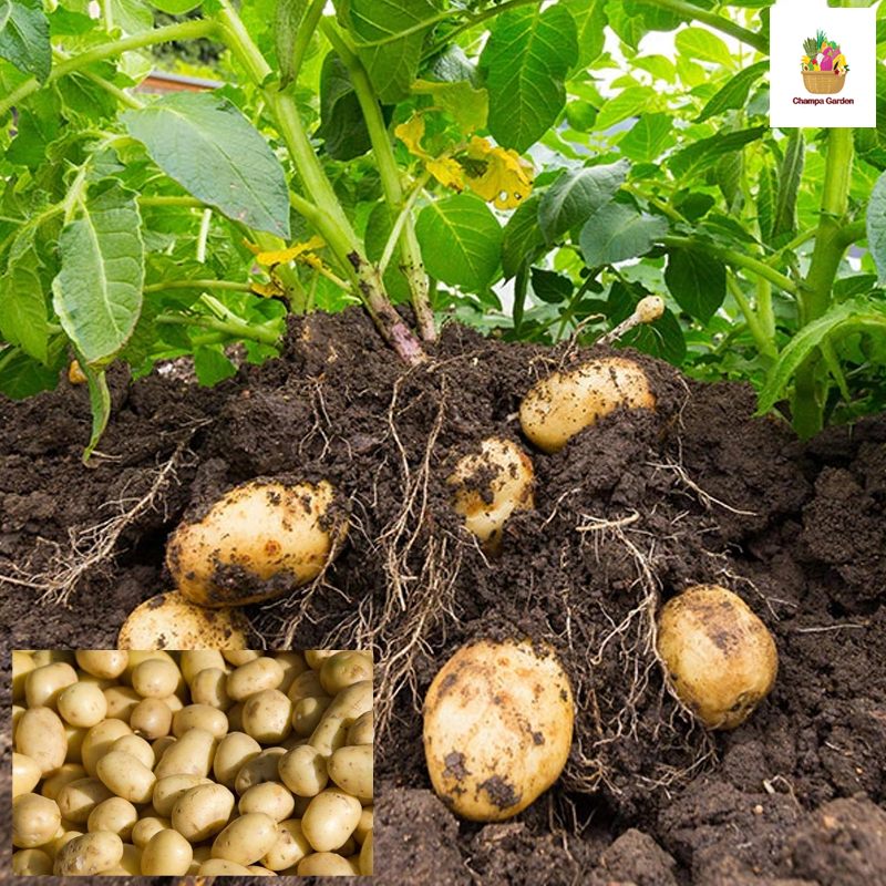 ມັນຝຮັ່ງນ້ອຍ ປອດສານພິດ Organic Potato Mini 500g pack (Barcode 50103094)