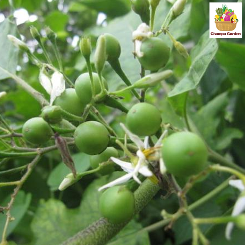 ໝາກເເຄ້ງ Solanum 100g (Barcode 501030140)