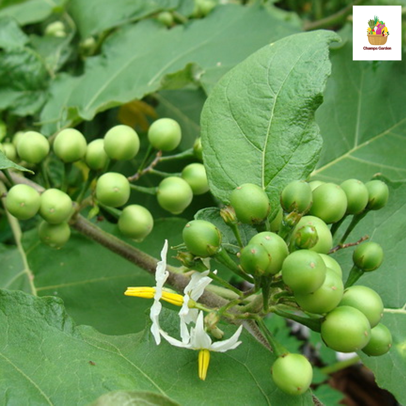 ໝາກເເຄ້ງ Solanum 100g (Barcode 501030140)