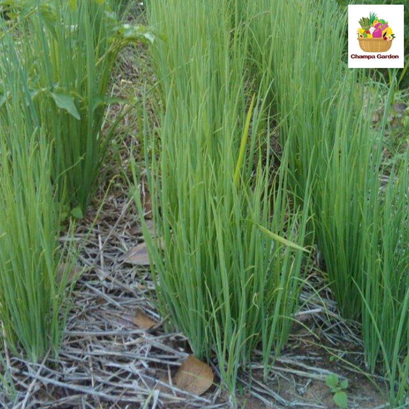 ຜັກບົ່ວໃບ ປອດສານພິດ Organic Spring Onion 50g pack (Barcode 50103095)