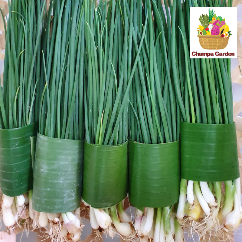 ຜັກບົ່ວໃບ ປອດສານພິດ Organic Spring Onion 50g pack (Barcode 50103095)