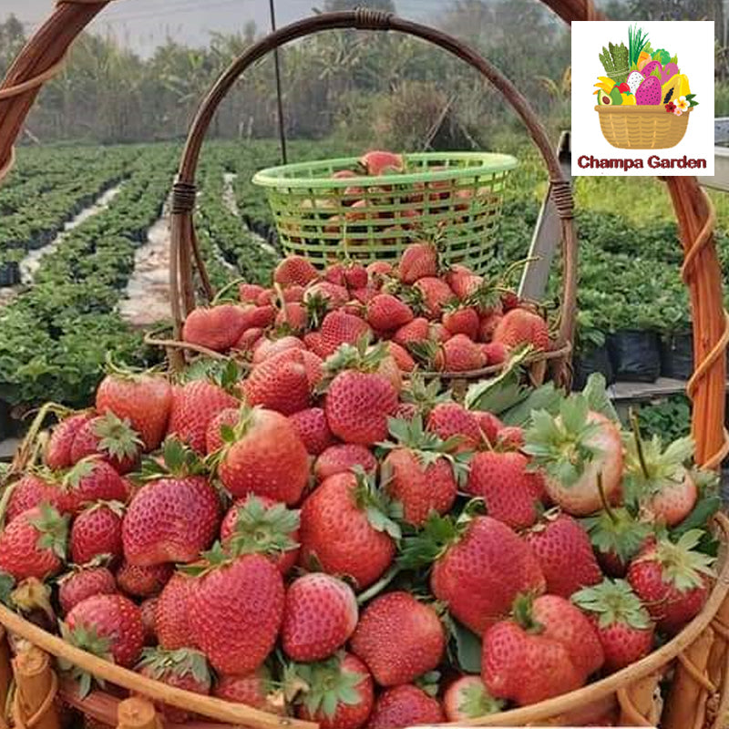 ສະຕໍບໍຣີ້ ປອດສານພິດ Organic Strawberry (Barcode 50103157)