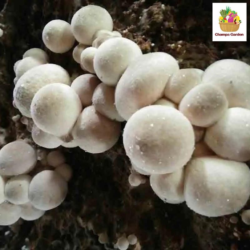 ເຫັດເຟືອງ Straw mushrooms 100g (Barcode 501030180)