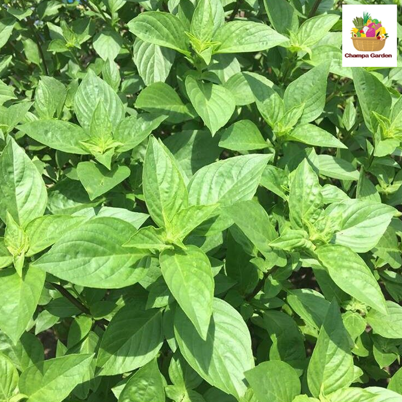 ບົວລະພາ Sweet Basil 50g pack (Barcode 50103216)