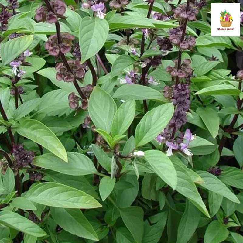 ບົວລະພາ Sweet Basil 50g pack (Barcode 50103216)