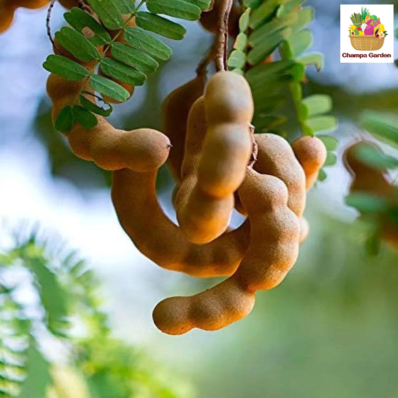 ໝາກຂາມຫວານ Sweet tamarind (Barcode 501030182)