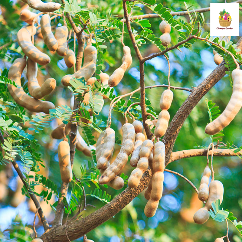 ໝາກຂາມຫວານ Sweet tamarind (Barcode 501030182)