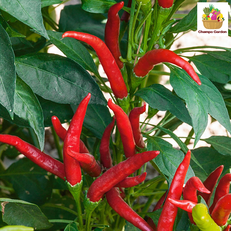 ໝາກເຜັດໄທ Thai Chilli normal spicy 100g pack (Barcode 50103230)