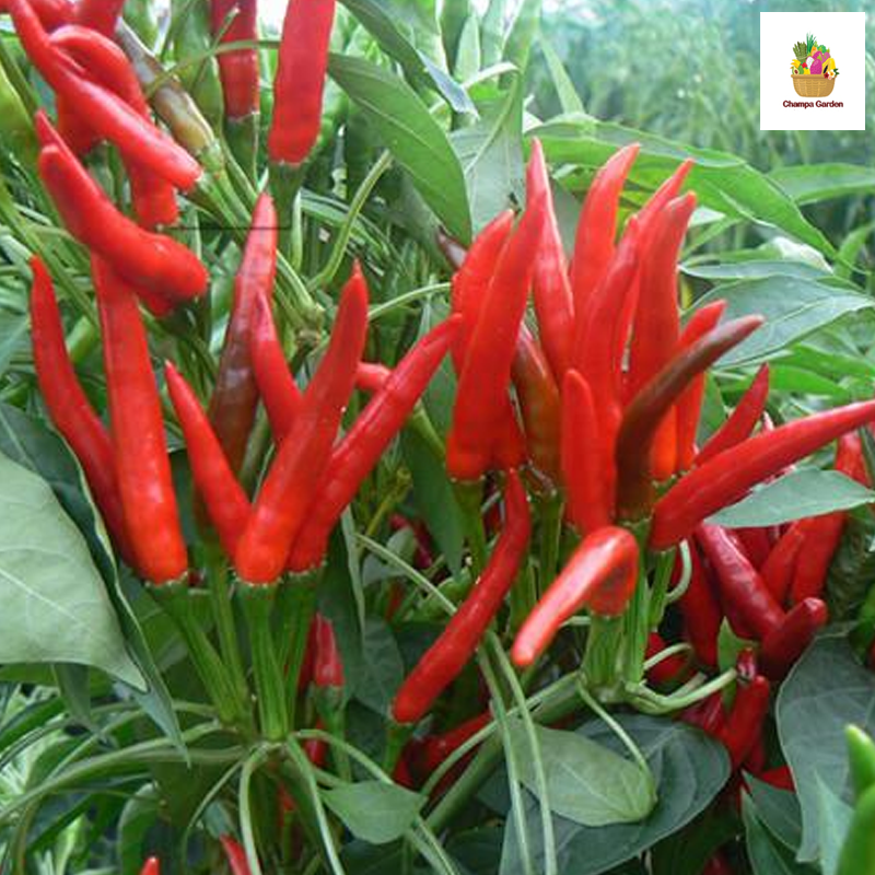 ໝາກເຜັດໄທ Thai Chilli normal spicy 100g pack (Barcode 50103230)