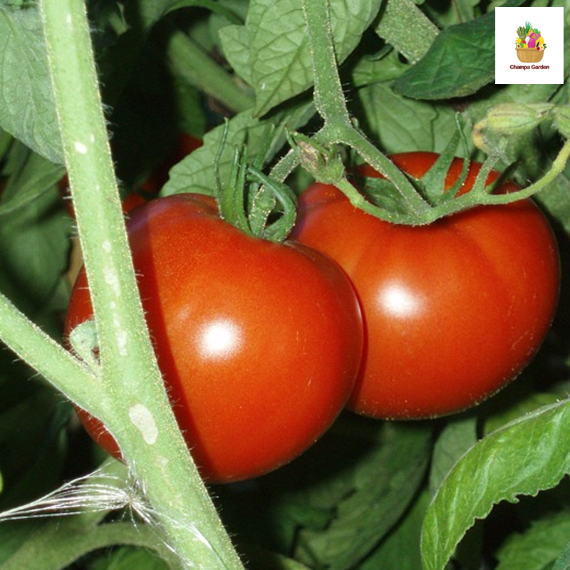 ໝາກເລັ່ນໃຫຍ່ ປອດສານພິດ Organic Tomato pack of 4pcs ( Barcode 50103099 )