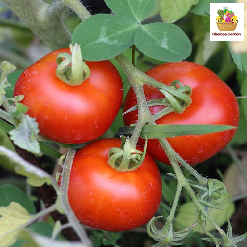 ໝາກເລັ່ນໃຫຍ່ ປອດສານພິດ Organic Tomato pack of 4pcs ( Barcode 50103099 )