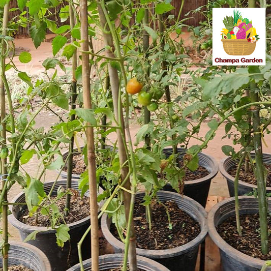 ເບ້ຍໝາກເລັ່ນເຊີລີ້ Cherry Tomato plant (Barcode 45187351)