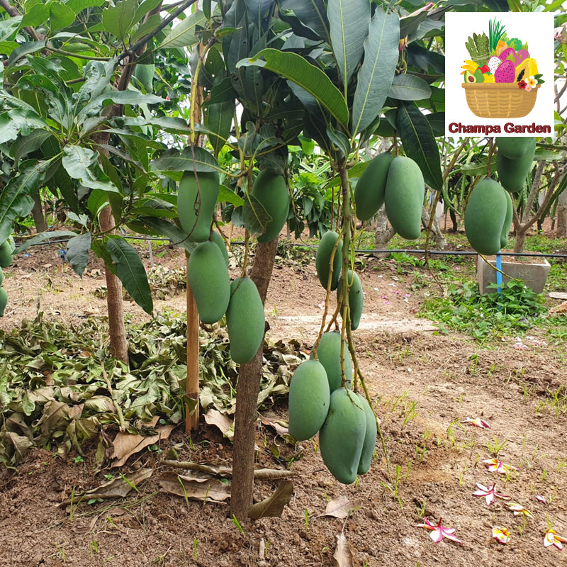 ໝາກມ່ວງສົ້ມ ປອດສານພິດ  Organic Sour Mango pack of 500g (Barcode 50103159)