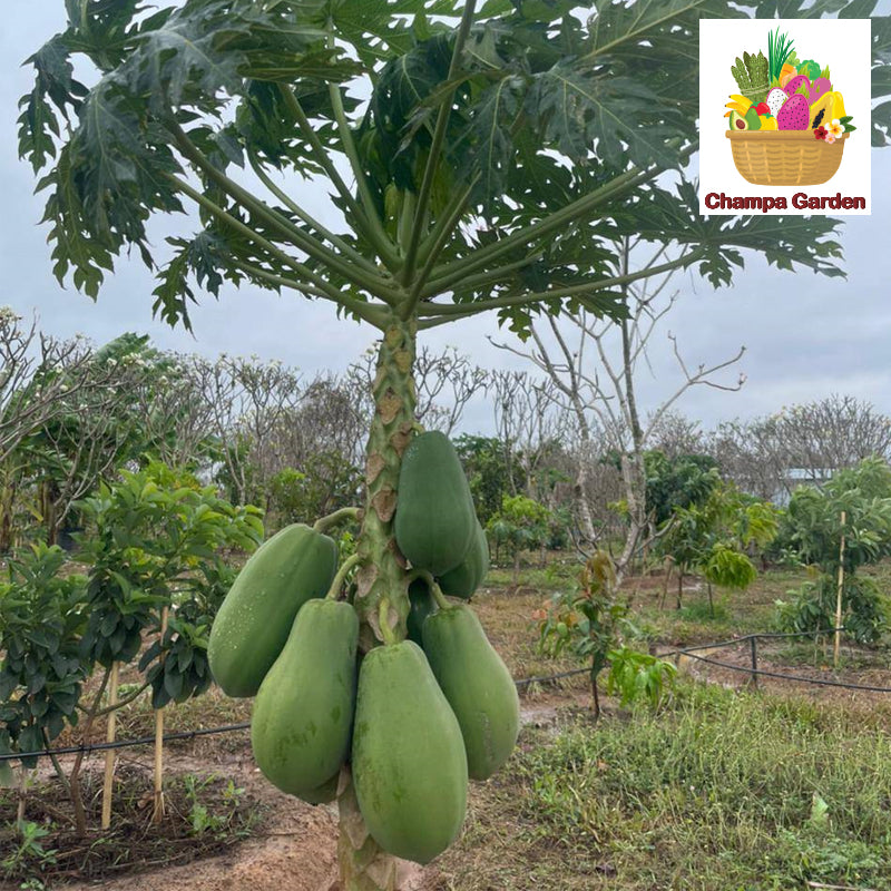 ໝາກຮຸ່ງດິບ ປອດສານພິດ Organic Green Papaya per piece 500g (Barcode 50103193)