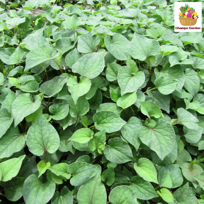 ຜັກຄາວທອງ Vegetable Cowatong 100g (Barcode 501030143)