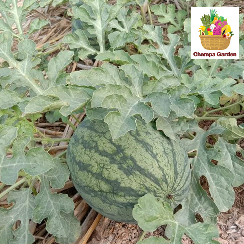 ໝາກໂມແດງ Watermelon per piece (Barcode 50103170)