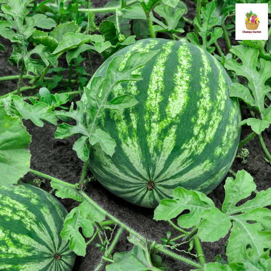 ໝາກໂມແດງ Watermelon per piece (Barcode 50103170)