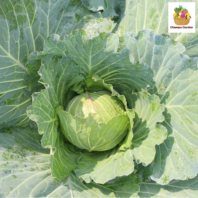 ກະລ່ຳຂາວ ຕໍ່ຫນ່ວຍ White Cabbage per piece ( Barcode 50103176 )