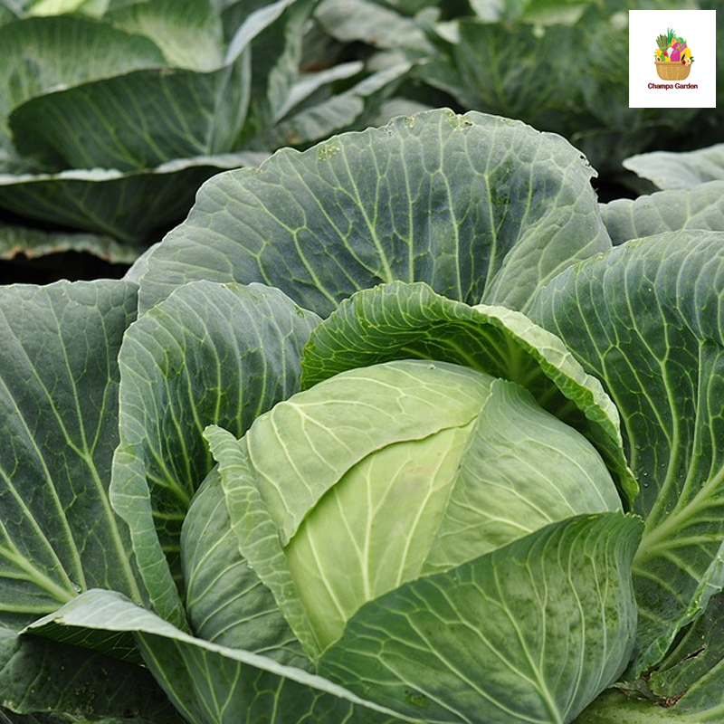 ກະລ່ຳຂາວ ຕໍ່ຫນ່ວຍ White Cabbage per piece ( Barcode 50103176 )
