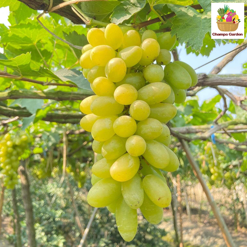 ໝາກອາງຸ່ນຂາວ White Grapes 500g pack (Barcode 27742999)