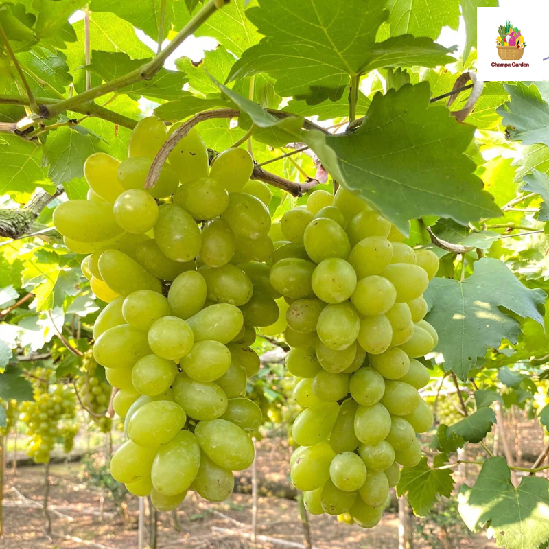 ໝາກອາງຸ່ນຂາວ White Grapes 500g pack (Barcode 27742999)