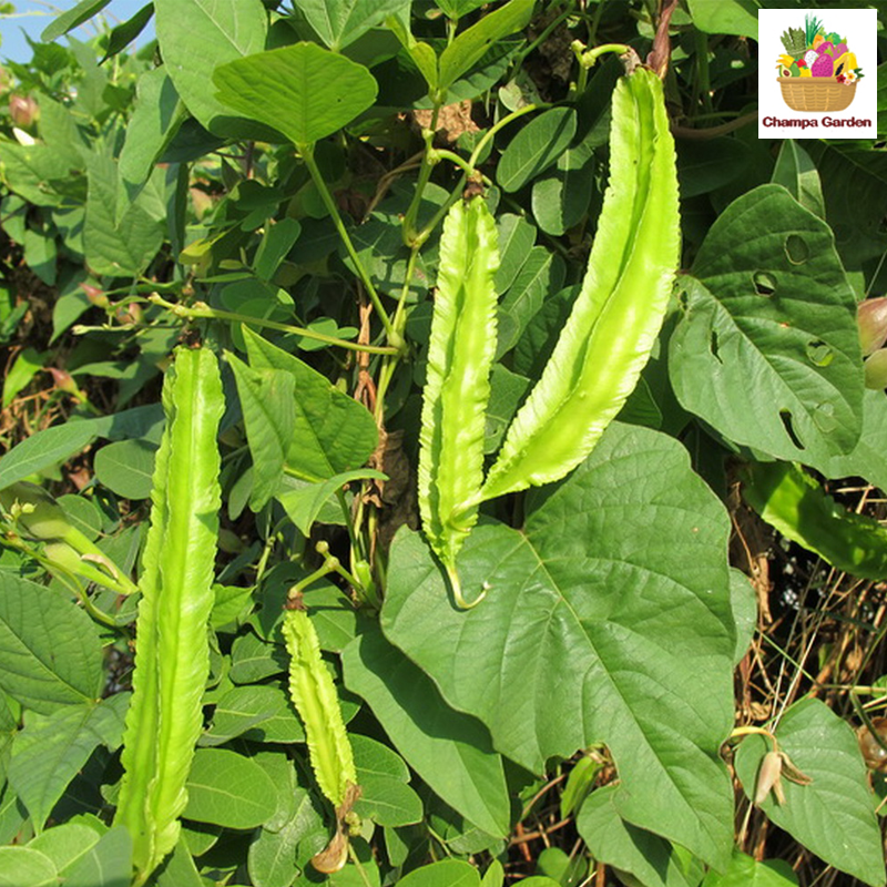 ຖົ່ວພູ Wing Beans 100g (Barcode 501030202)