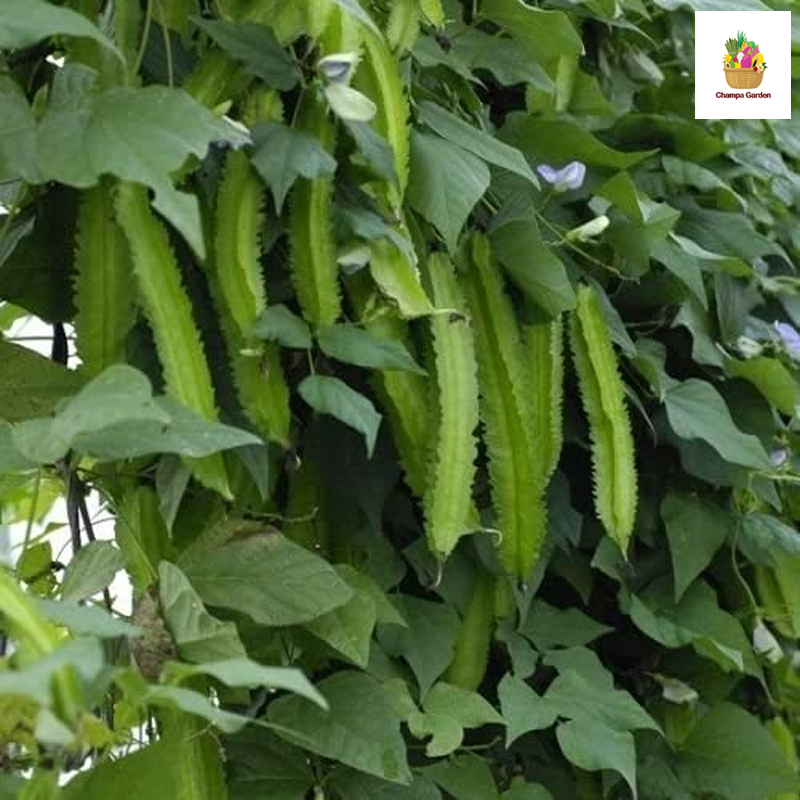 ຖົ່ວພູ Wing Beans 100g (Barcode 501030202)