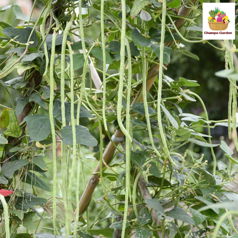 ໝາກຖົ່ວຍາວ Organic Long Beans 100g pack (Barcode 50103096)