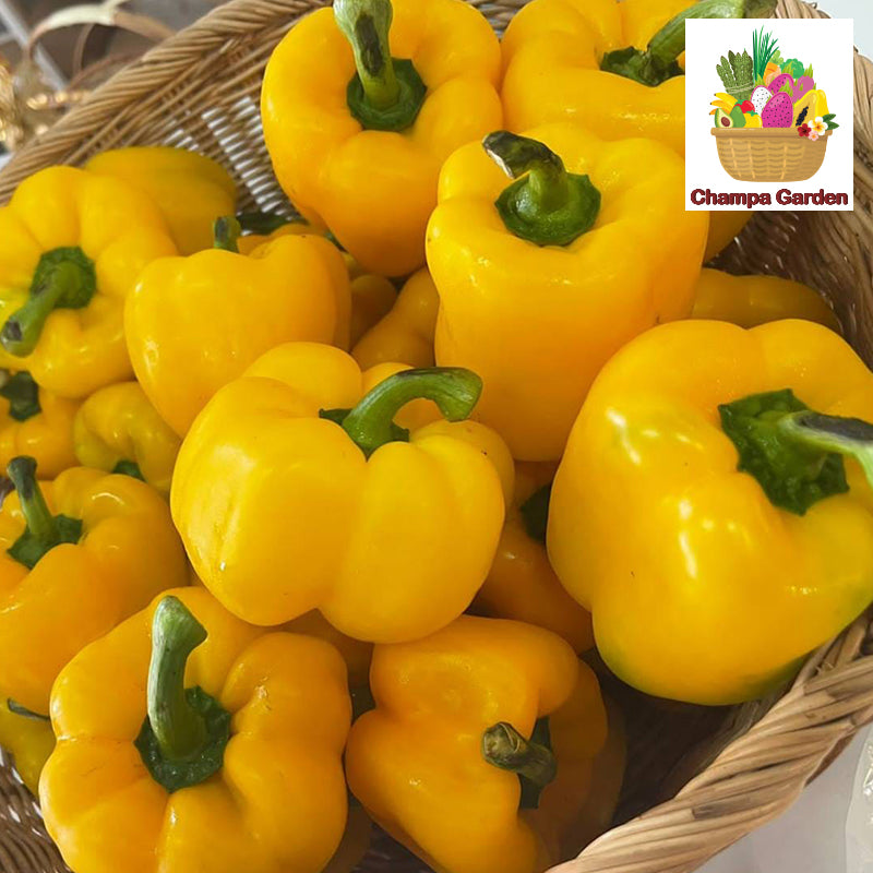 ປາປິກ້າເຫລືອງ ປອດສານພິດ Organic Yellow Pepper Bell per piece (Barcode 28875287)