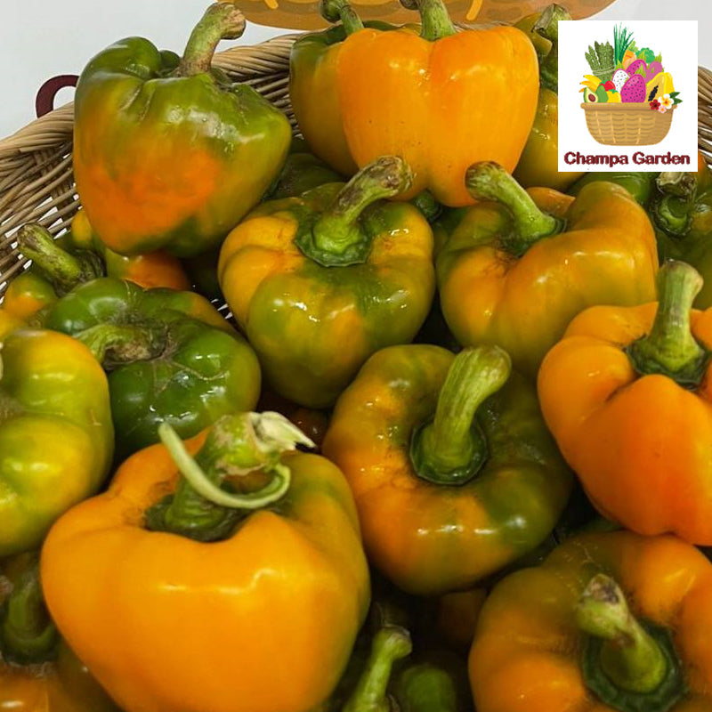 ປາປິກ້າເຫລືອງ ປອດສານພິດ Organic Yellow Pepper Bell per piece (Barcode 28875287)