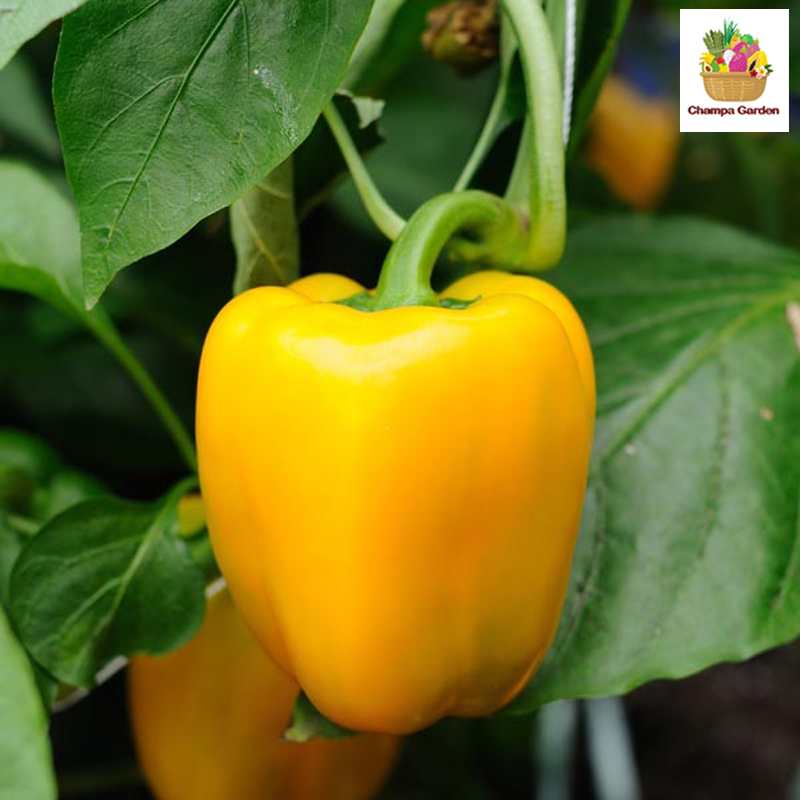 ປາປິກ້າເຫລືອງ ປອດສານພິດ Organic Yellow Pepper Bell per piece (Barcode 28875287)