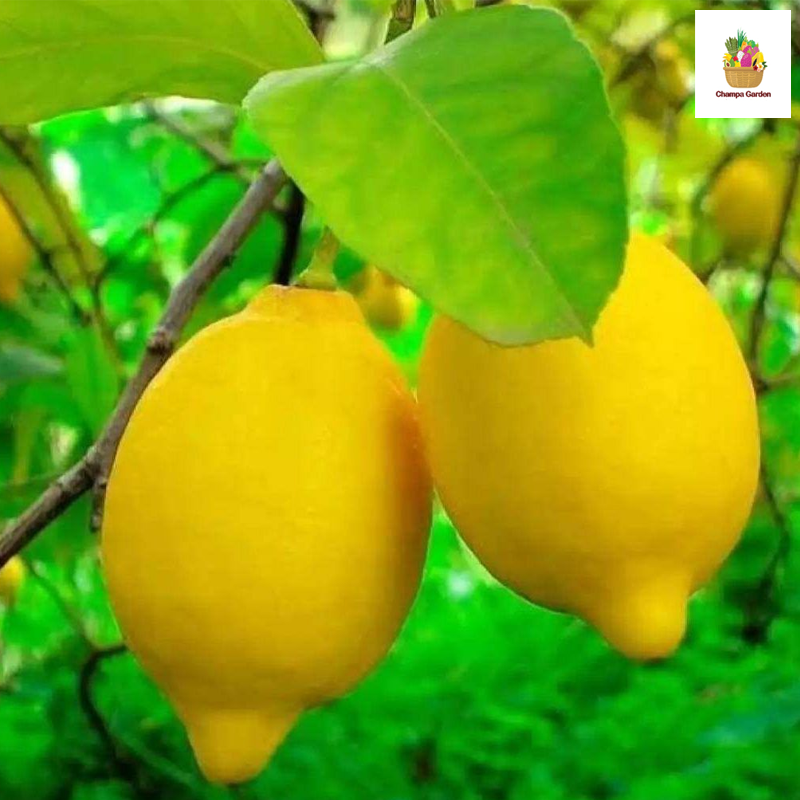 ໝາກນາວເຫລືອງ Yellow Lemon 2pcs (Barcode 50103210)