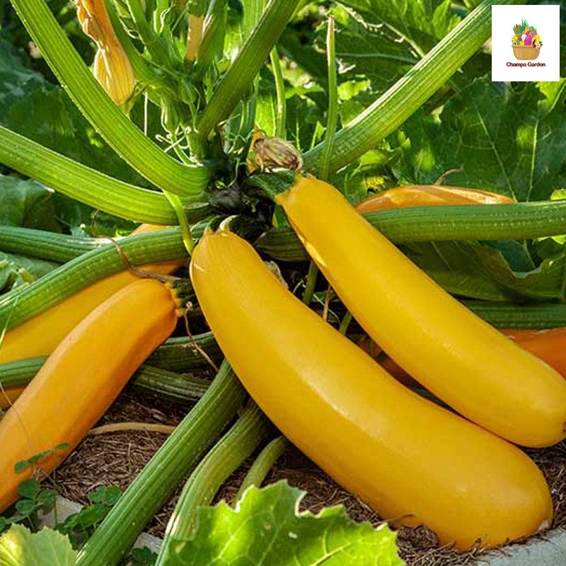 ສຸກິນີເຫຼືອງ Yellow Zucchini per piece ( Barcode 28706071 )