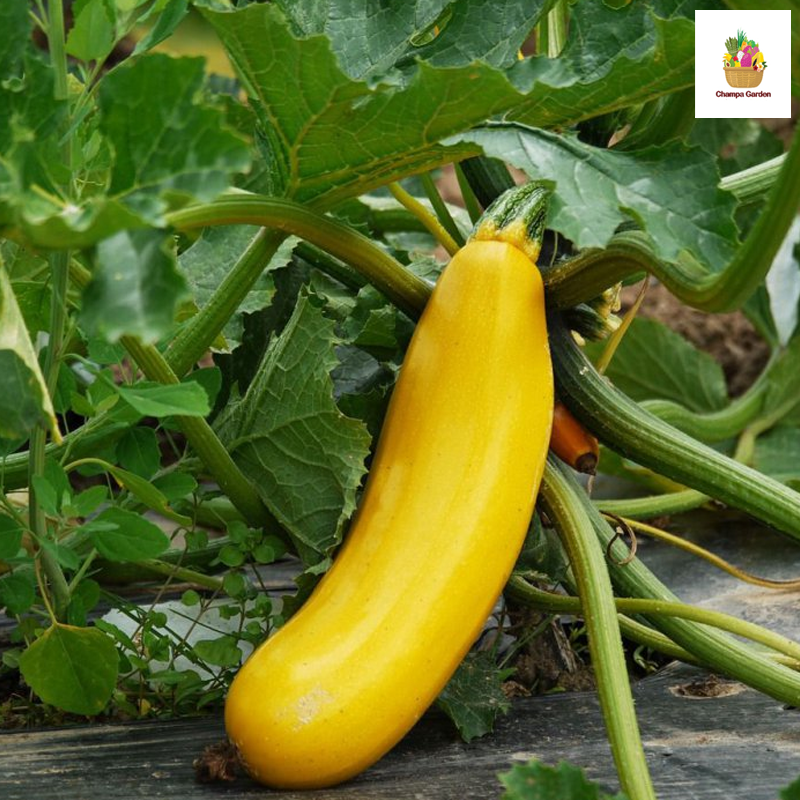 ສຸກິນີເຫຼືອງ Yellow Zucchini per piece ( Barcode 28706071 )