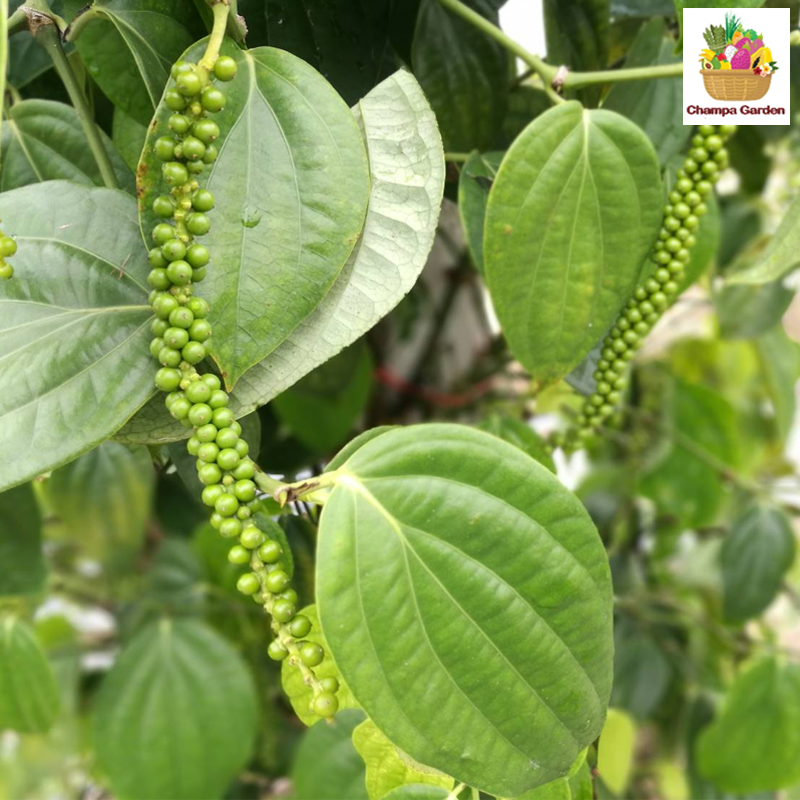 ໝາກພິກໄທສົດ Fresh Peppercorn 50g pack ( Barcode 50103207 )
