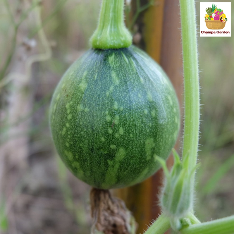 ໝາກອຶອອ່ນ Young Pumpkin per piece (Barcode 50103142)