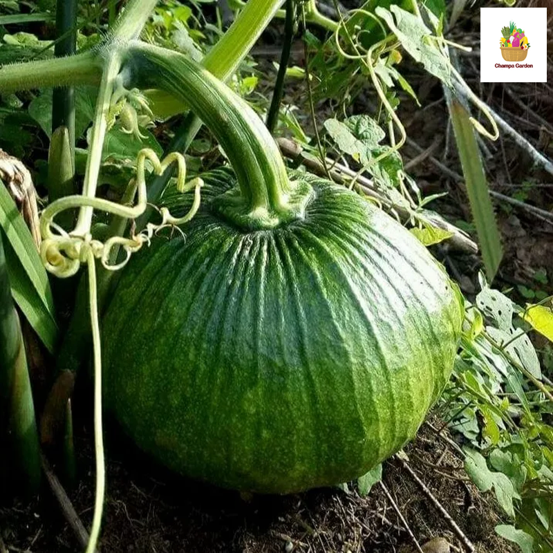 ໝາກອຶອອ່ນ Young Pumpkin per piece (Barcode 50103142)